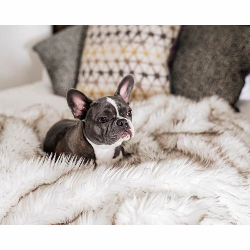 Dog Bed Machine Washable
